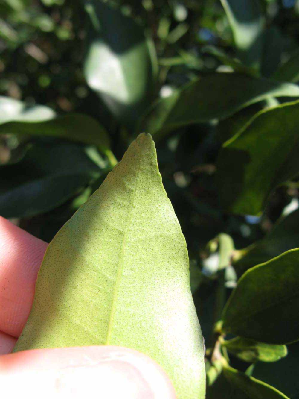              Margin (Winter Haven, FL)       